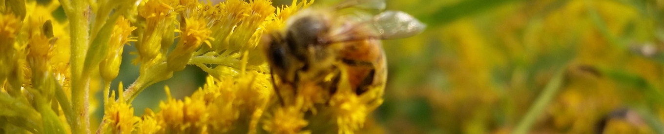 Bees on goldenrod